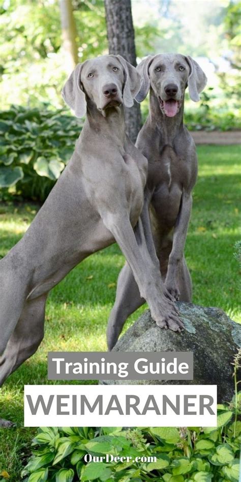 Weimaraner Training Guide | Our Deer | Weimaraner dogs grey, Weimaraner ...