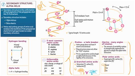 Biochemistry Fundamentals: Secondary Structure 1: The Alpha Helix ...