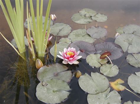 Water Lily & Pads Free Photo Download | FreeImages