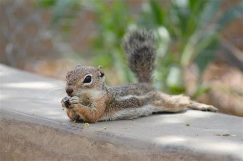 17 Best images about Baby chipmunk on Pinterest | Gardens, Baby ...