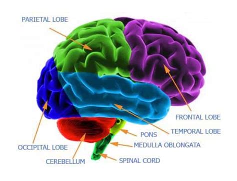 occipital lobe function - Story Impressed