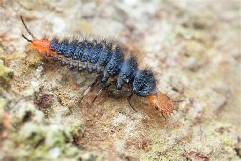 Ground Beetle Larva Photograph by Melvyn Yeo/science Photo Library