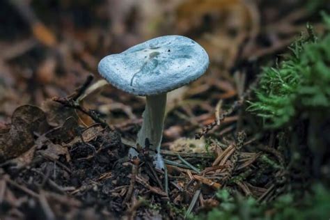 Aniseed Toadstool: Identification, Foraging, and Uses - Mushroom ...