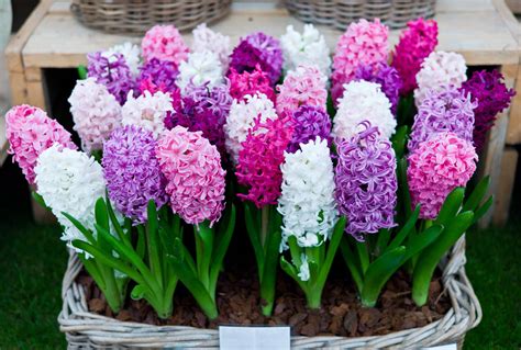 Hyacinth Bulbs - Grow and Care Tips