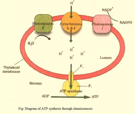 Explain various aspects of Mitchell chemiosmotic hypothesis with the ...