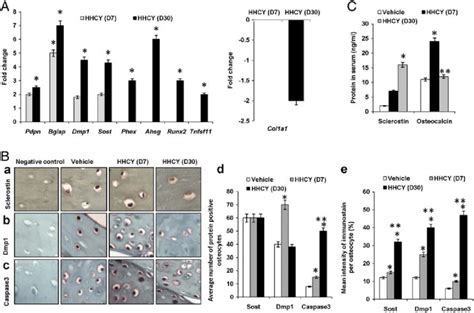 Changes in osteocyte markers during HHCY. (A) Changes in mRNA levels of ...