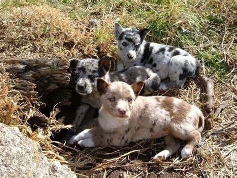 Koolie vs Australian Kelpie - Breed Comparison | MyDogBreeds