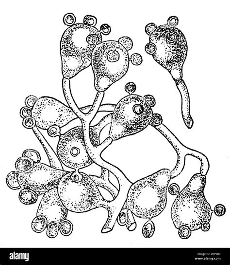 Basidium, illustration from Soviet encyclopedia, 1926 Stock Photo - Alamy