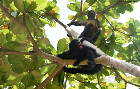 Panama Wildlife – Ramdas Iyer Photography