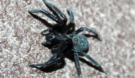 Black House Spider - Facts, Venom & Habitat Information