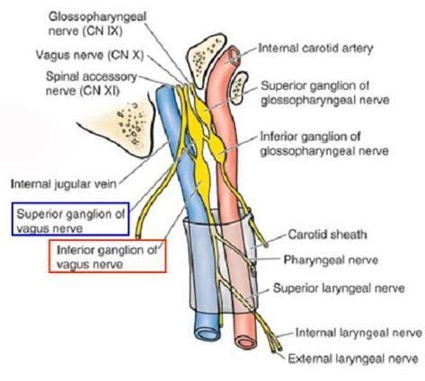 Jugular Foramen - Health, Medicine and Anatomy Reference Pictures ...