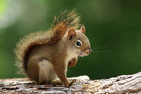 5 Types of North American Squirrels - WorldAtlas.com