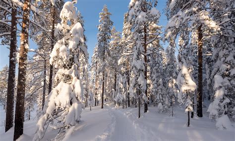 Skiing through the winter forest › Way up north