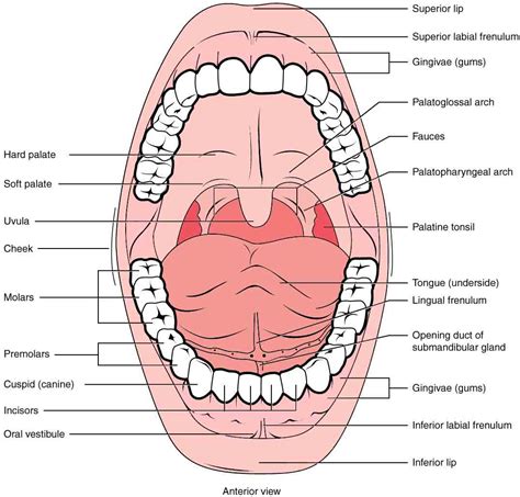 23.3 The Mouth, Pharynx, and Esophagus – Anatomy & Physiology