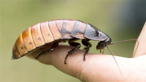 Cyborg cockroaches could one day scurry to your rescue | Popular Science