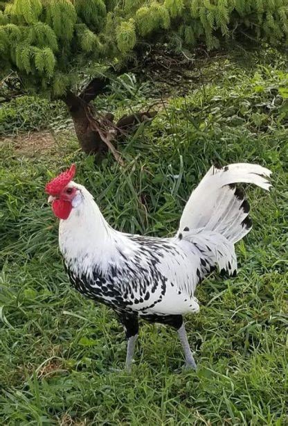 Silver Spangled Hamburg Chicken - Chicks for Sale | Cackle Hatchery®