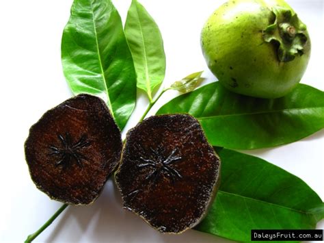 Black Sapote Seedling Fruit Tree in Australia Diospyros digyna