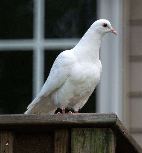 White Doves- New Jersey Bird Photos