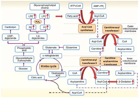 Lipid metabolism pathways. LPC, lysophosphatidylcholine; LPE ...