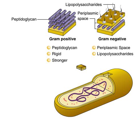 Cellular Structure of Bacteria ~ Zero-Infections