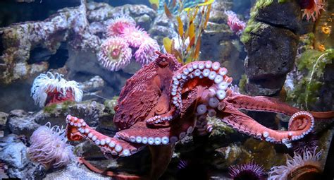 Giant Pacific Octopus - New England Aquarium