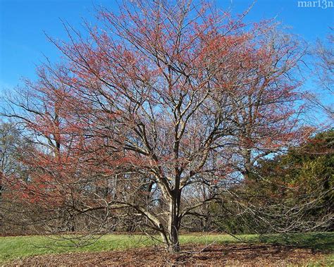 Green Hawthorn - Crataegus viridis 'Winter King' - North American ...