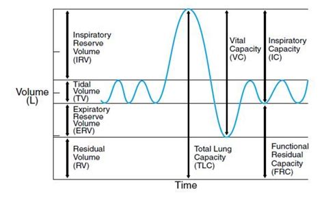 Respiratory Cheat Sheet by mkravatz - Download free from Cheatography ...