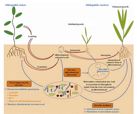 [PDF] Research Progress on the use of Plant Allelopathy in Agriculture ...