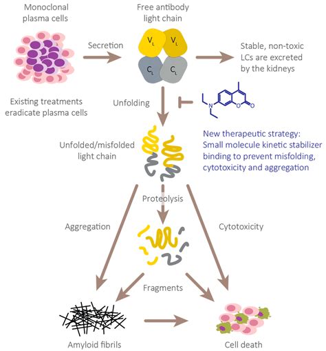 Kappa Light Chain Multiple Myeloma Treatment | Shelly Lighting