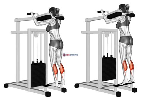 Lever Standing Calf Raise (female) - Home Gym Review