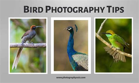 33 Best Bird Photography Tips for Stunning Bird Shots - PhotographyAxis