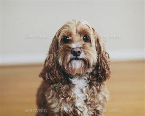 A cockapoo mixed breed dog, a cocker spaniel poodle cross, a family pet ...