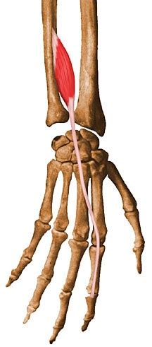 Extensor Indicis Proprius - Anatomy - Medbullets Step 1