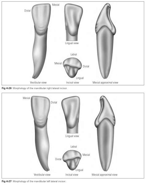 Mandibular incisors - Dental Technology: How-To, Tips | Dental anatomy ...