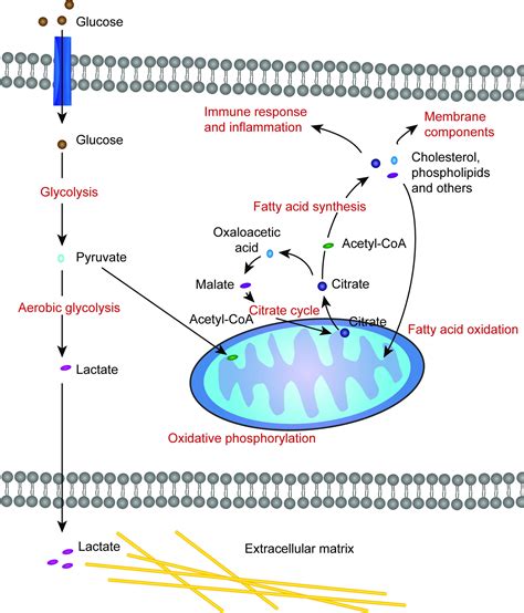 Fatty Acid Synthesis Citrate