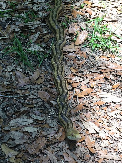 Eastern Ratsnake – Florida Snake ID Guide