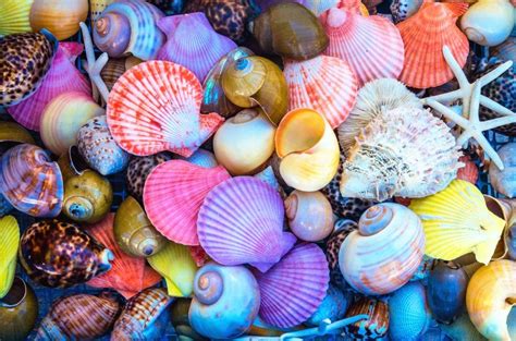 Colorful Sea Shells | Sea shells, Art prints, Beach print