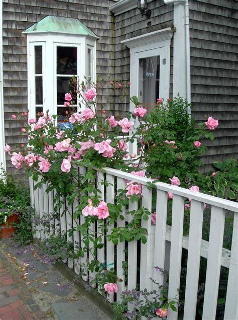 roses_fence. | Garden fencing, Fence, Rose