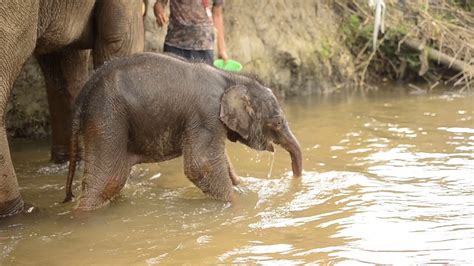 Elephant baby bathing for the first time in its life - YouTube