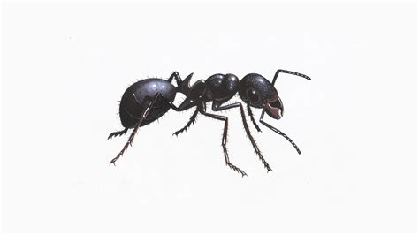 Black garden Ant | Facts About Black Ants- The RSPB