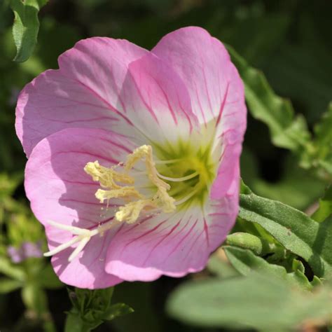 Oenothera berlandieri 'Siskiyou Pink' - Evening Primrose | Western Star ...