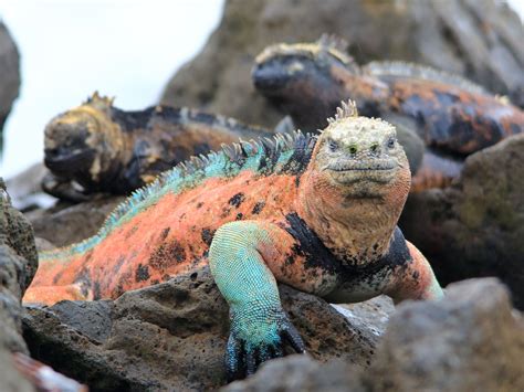 The Galapagos Marine Iguana, Ecuador | 両生類, アニマル, 爬虫類