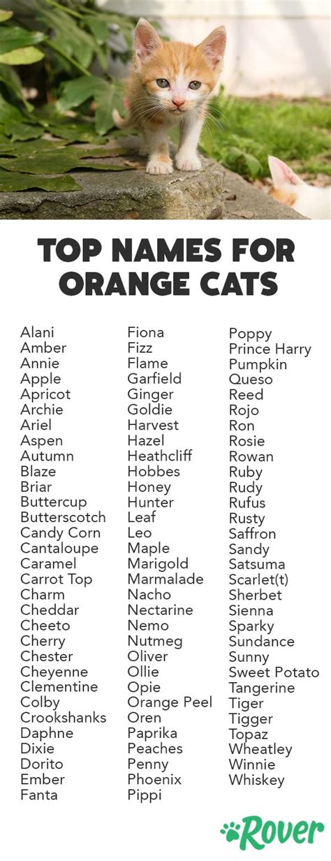 300 Fun and Spunky Names for Your Orange Cat | Cute cat names, Orange ...