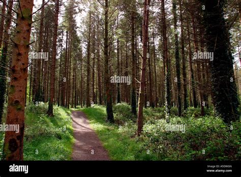 Northern Ireland County Fermanagh Castle Archdale Forest Park woodland ...