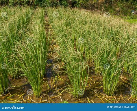 Plantation of rice stock photo. Image of plant, asia - 221061268