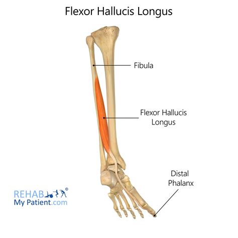 Tibialis Posterior Flexor Digitorum Longus Flexor Hallucis Longus