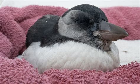 Baby Puffin found in seaweed at Brean is cared for by Secret World ...