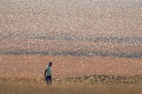 A chemical that encourages locusts to swarm could also help stop them ...