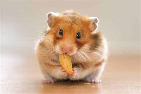 14 Foods That Are Dangerous to Hamsters – Hamsters101.com