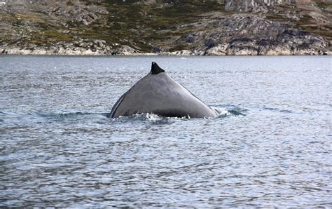 Whale Spotting, Greenland | Travel With Jan